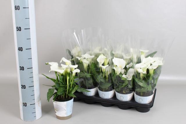 <h4>ZANT CAPT FRESCO</h4>