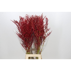 Bromelia Red Paloma