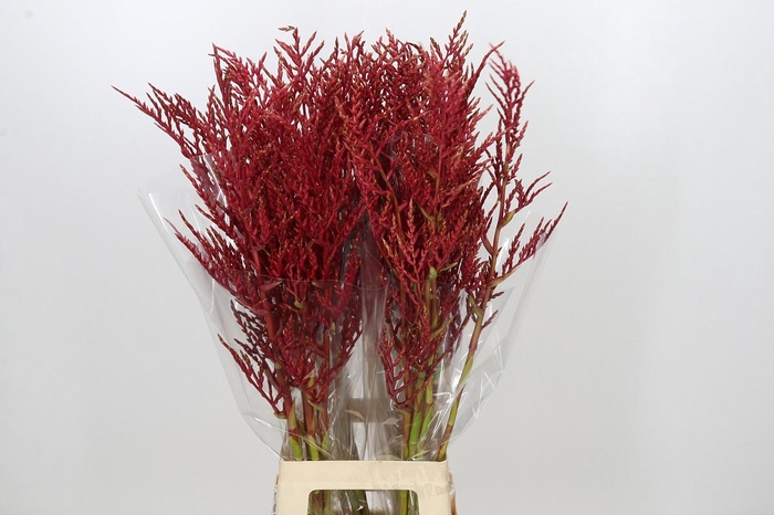 <h4>Bromelia Red Paloma</h4>
