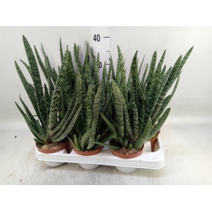Gasteria