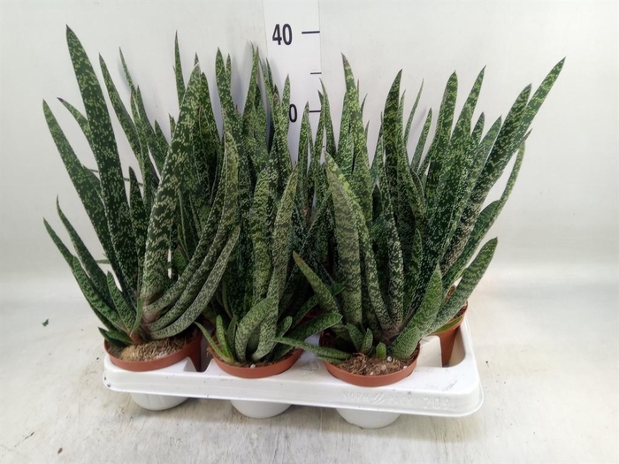 <h4>Gasteria</h4>