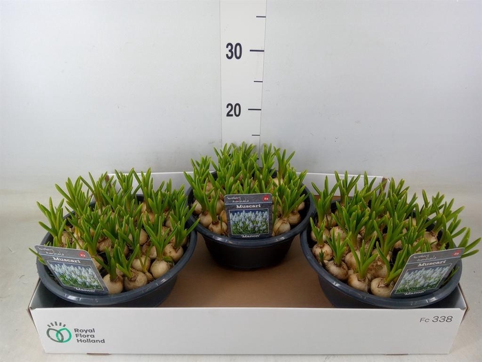 <h4>Muscari 'Manon'</h4>