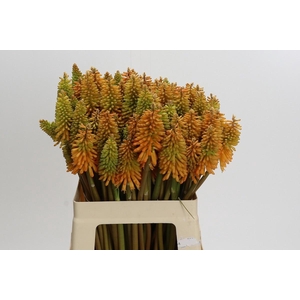 KNIP EYCONE PEACH