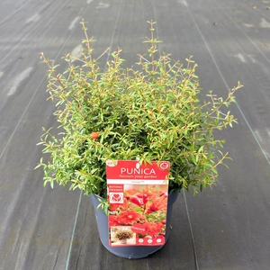 Punica granatum 'Uniqa' (PBR)