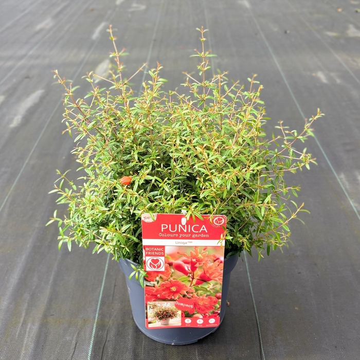 <h4>Punica granatum 'Uniqa' (PBR)</h4>