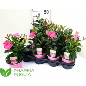 MANDE RIO EL CORA PI