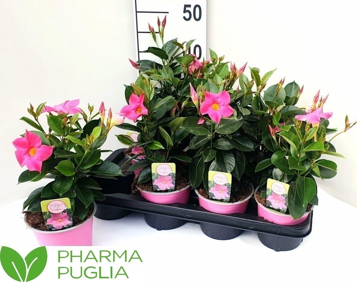 <h4>MANDE RIO EL CORA PI</h4>