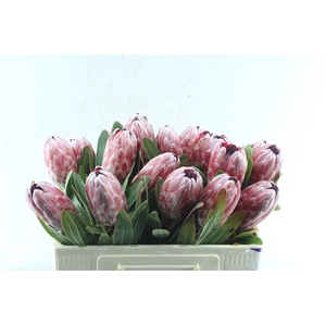 Protea Pink Ice