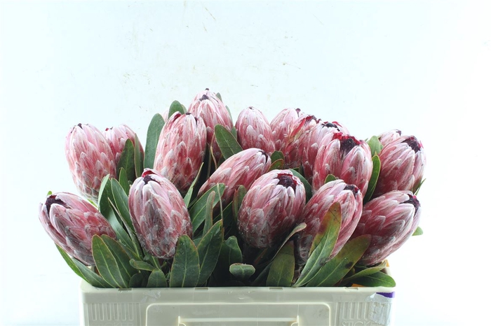 <h4>Protea Pink Ice</h4>