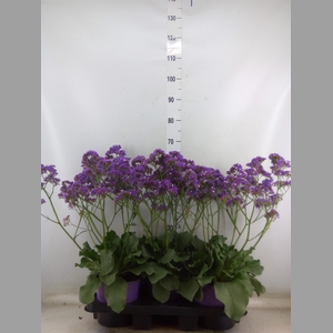 Limonium  'Salt Lake'