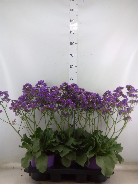 <h4>Limonium  'Salt Lake'</h4>