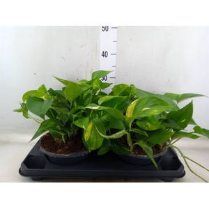 Epipremnum pinn. 'Aureum'