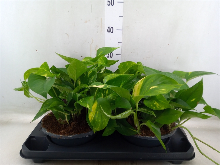 <h4>Epipremnum pinn. 'Aureum'</h4>