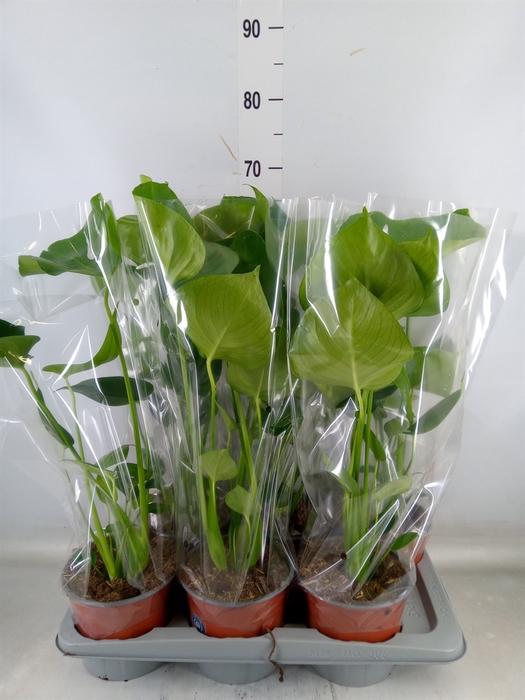 <h4>Monstera delic.</h4>