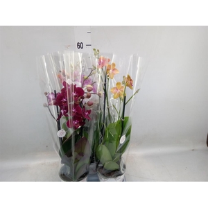 Phalaenopsis   ...mix