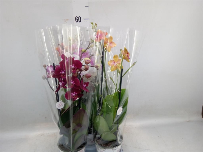 <h4>Phalaenopsis   ...mix</h4>
