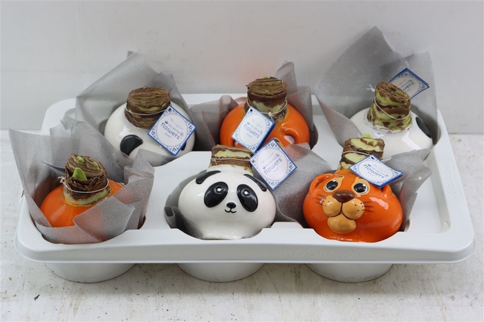 <h4>Wax Hipp Panda Super Mix</h4>