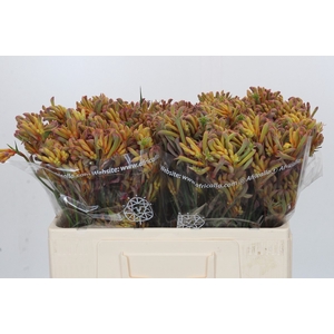 Anigozanthos Bush Blitz