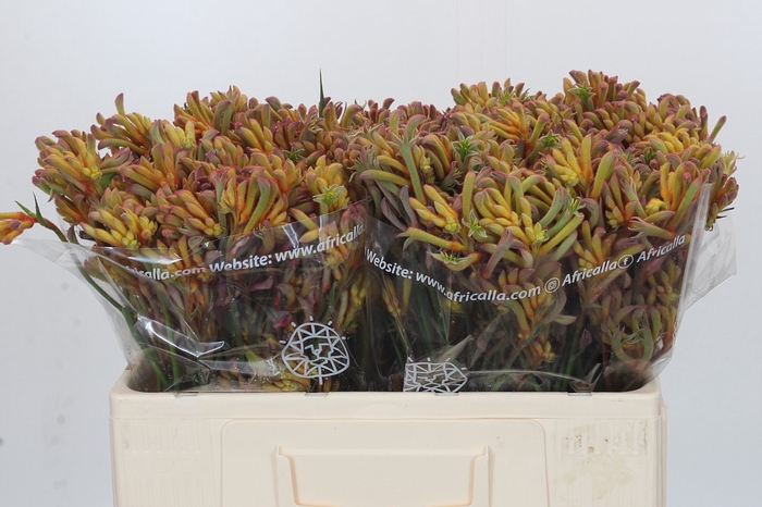Anigozanthos Bush Blitz