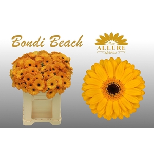 GE MI BONDI BEACH