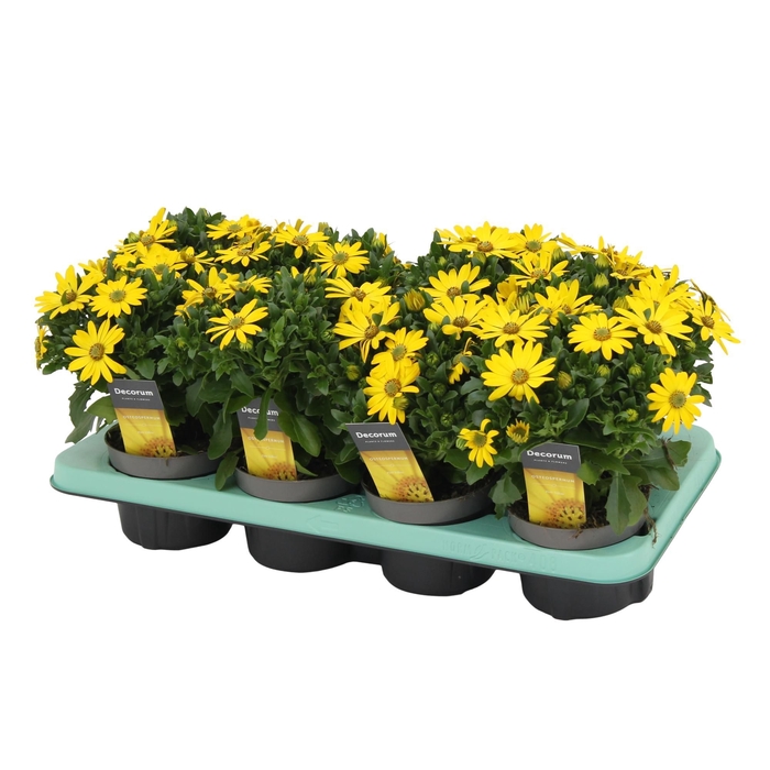 <h4>Osteospermum Pure Yellow Decorum</h4>