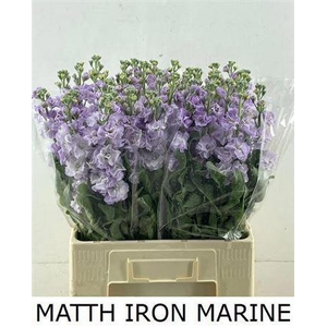 Matth Iron Marine