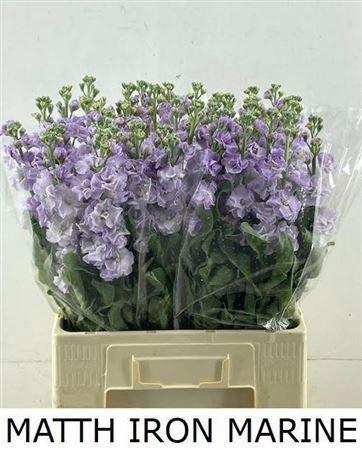 <h4>Matth Iron Marine</h4>