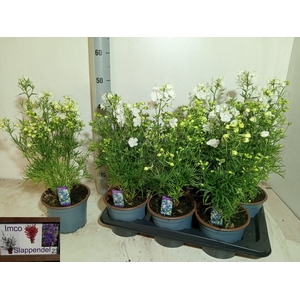 DELP GRANDIFLORUM