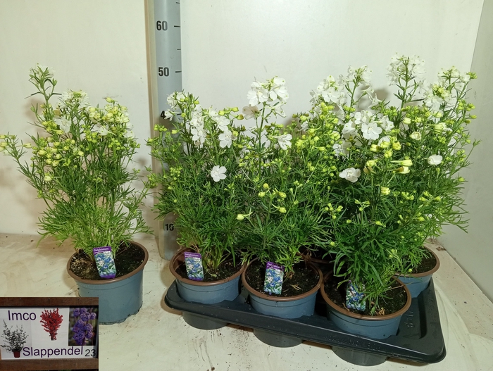 <h4>DELP GRANDIFLORUM</h4>