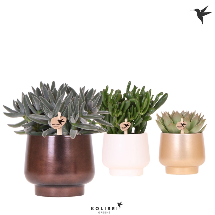 <h4>Kolibri Greens Succulenten mix in Scandic pot gold mix</h4>