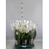 Phalaenopsis  'Spirit White'