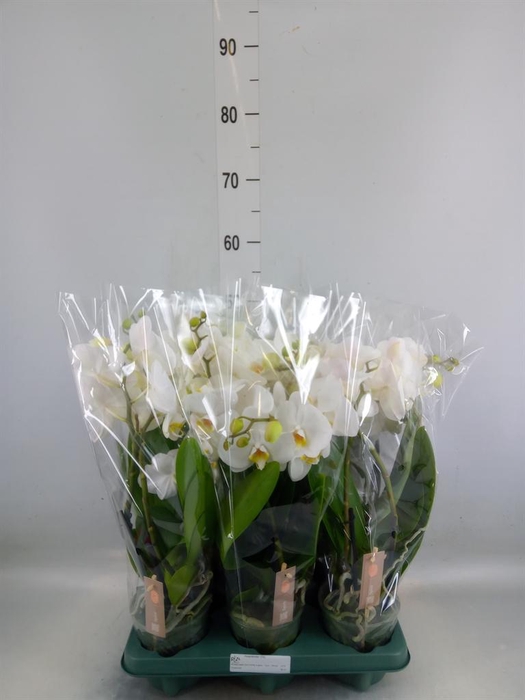 Phalaenopsis  'Spirit White'