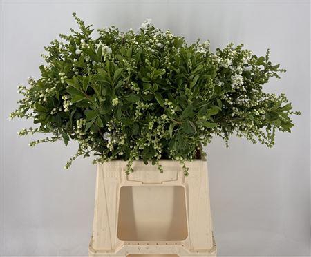 <h4>Exoc Mag Springtime</h4>