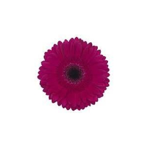 Gerbera Martini Diamond