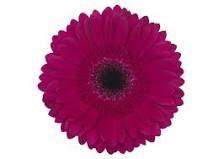 <h4>Gerbera Martini Diamond</h4>