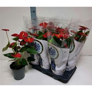 Anthu A Jambo Red 8+