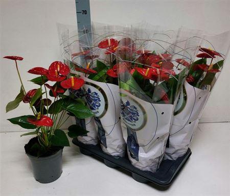 <h4>Anthu A Jambo Red 8+</h4>