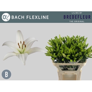 LI LA BACH FLEXLINE