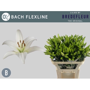 LI LA BACH FLEXLINE