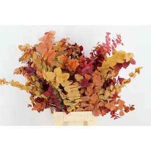 PF Euca Stuart Autumn Bs 150g