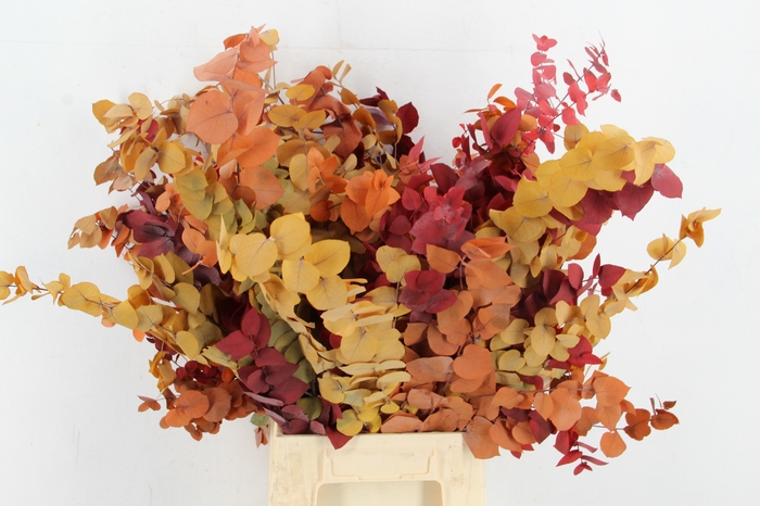 <h4>PF Euca Stuart Autumn Bs 150g</h4>