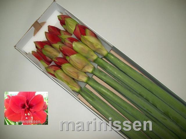 <h4>HIPP GA FERRARI</h4>