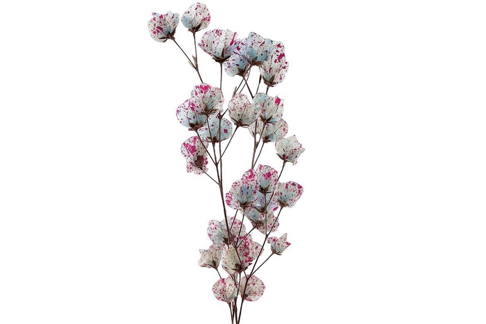 <h4>Dried Artz Bougainvillea Rubens Bunch</h4>