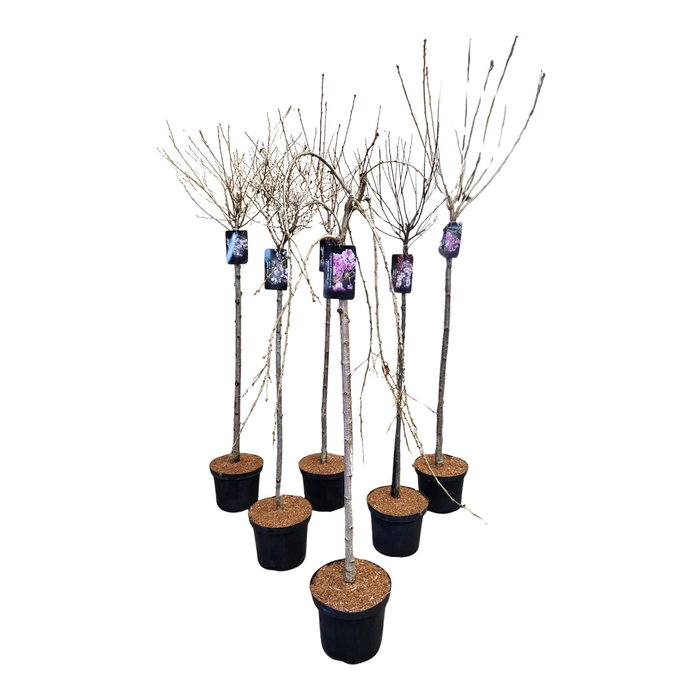 Prunus 'Accolade' 120ST