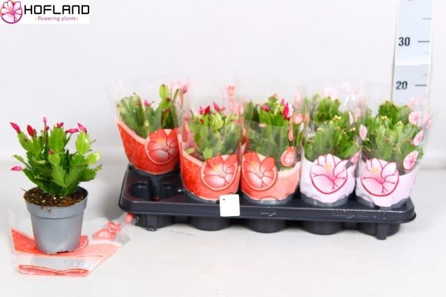 <h4>SCHLUMB GEM 3 KL</h4>