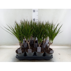 Dracaena marg.