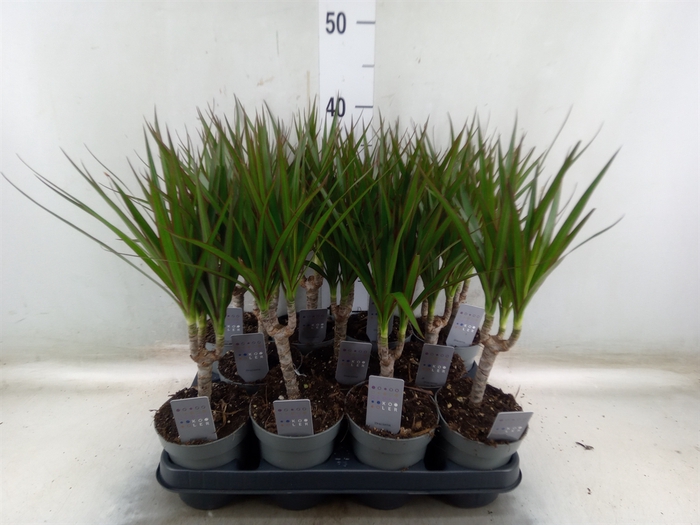 <h4>Dracaena marg.</h4>