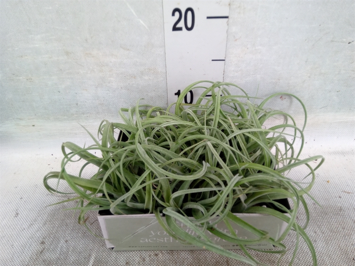 Tillandsia