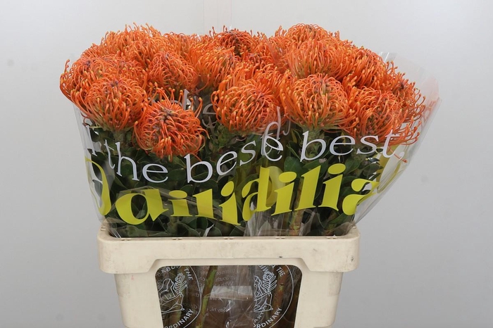 <h4>Nutans Ayoba Mandarin Zest</h4>