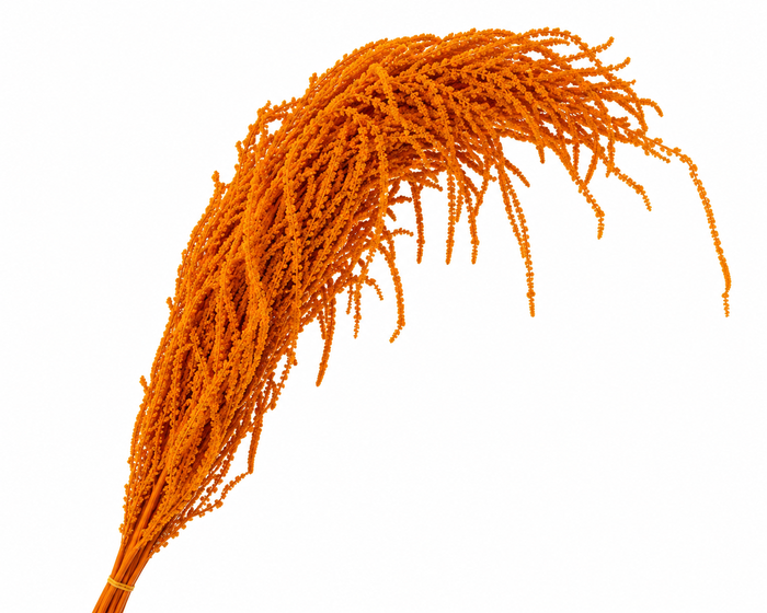 <h4>Dried Bleached Amaranthus Caudatus Orange</h4>